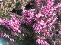 Erica x darleyensis 'Kramer's Rote'