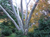 Eucalyptus pauciflora ssp niphophylla