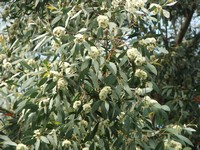 Eucalyptus coccifera 'Favieri'