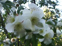 Eucryphia glutinosa