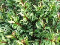 Eurya japonica 'Variegata'