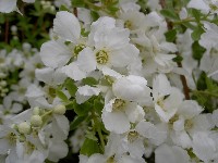 Exochorda racemosa 'Niagara'