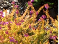 Erica cinerea 'Golden Hue'