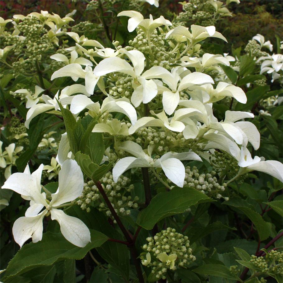 Hydrangea paniculata 'Great Star'