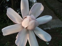Magnolia 'Ethel Hillier'