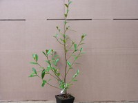 Michelia yunnanensis