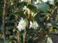 Osmanthus x burkwoodii