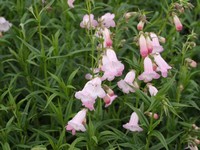 Penstemon  'Apple Blossom'