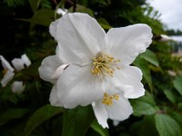 Philadelphus 'Starbright'