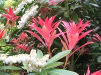 Pieris 'Wakehurst'