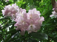 Rhododendron 'Clairbois'