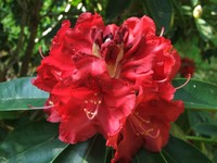 Rhododendron 'Doncaster'