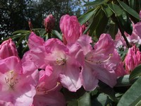 Rhododendron 'Souvenir de Hubert Egon'