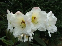 Rhododendron lindleyi 'L&S'