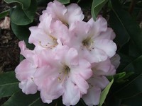 Rhododendron 'Loderi Pink Diamond'