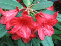 Rhododendron 'May Day'