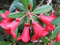 Rhododendron 'May Day'