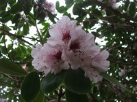 Rhododendron 'Mozart'