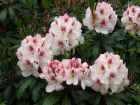 Rhododendron 'Mrs Lionel de Rothschild'