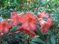 Rhododendron 'Nereid'