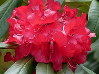 Rhododendron 'Choremia'