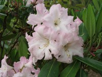 Rhododendron 'Fagetter's Favourite'