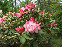 Rhododendron 'Lem's Monarch'