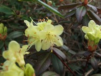 Rhododendron 'Chrysomanicum'