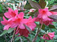 Rhododendron cinnabarinum 'Revlon'