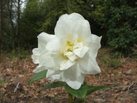 Rhododendron johnstoneanum 'Double Diamond'