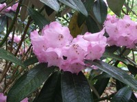 Rhododendron argyrophyllum 'Chinese Silver'