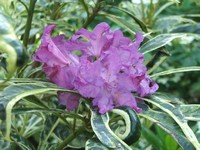Rhododendron ponticum var cheirantifolium 'Variegatum'