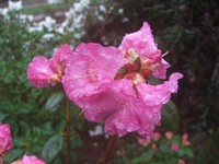Rhododendron 'Tessa'