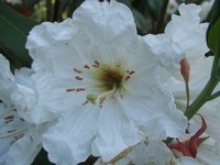 Rhododendron 'Polar Bear'