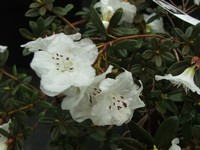 Rhododendron 'Ptarmigan'