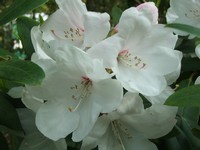 Rhododendron 'Snow Queen'