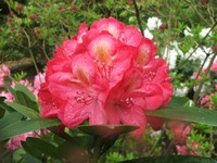 Rhododendron 'Souvenir d'Anthony Waterer'
