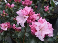 Rhododendron 'Masculum'