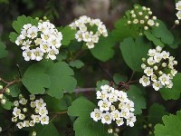 Spiraea trilobata