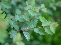 Spiraea trilobata