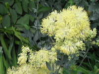 Thalictrum flavum ssp glaucum