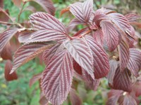 Viburnum x bodnantense 'Charles Lamont'