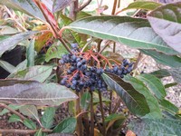 Viburnum nudum 'Pink Beauty'