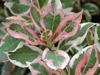 Weigelia florida 'Monet'